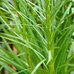 Liatris spicata Leaf