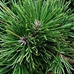 Pinus mugo Fuelha