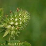 Trifolium squamosum Frutto