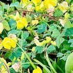 Vigna angularis Flor