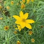 Coreopsis verticillataFlor