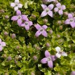Oldenlandia salzmannii Cvijet