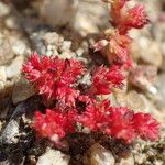 Crassula tillaea Leaf