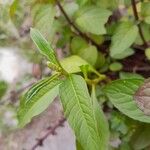 Persicaria lapathifolia Hoja