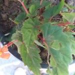 Begonia sutherlandii Foglia