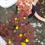Oxalis hedysaroides Leaf