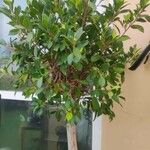 Ficus elastica Yaprak