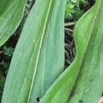 Digitalis ferruginea Frunză