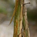 Adenocarpus decorticans Bark