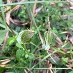 Pterostylis curta Flower