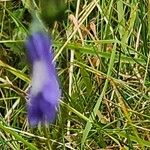 Campanula rotundifolia 花