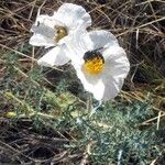 Argemone pleiacantha 花
