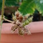 Mimosa pudica Froito