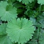 Geranium argenteum Leaf