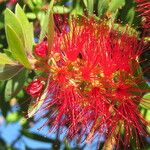 Melaleuca citrina Lorea