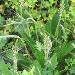 Plantago serraria Květ