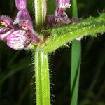 Stachys clingmanii چھال