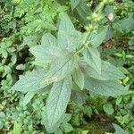 Stachys tenuifolia List