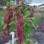 Amaranthus caudatus ফল