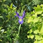 Iris spuriaFlower