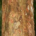 Pouteria grandis Bark