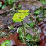 Chrysosplenium alternifoliumFlower