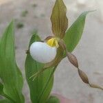 Cypripedium montanum Floare