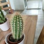 Pilosocereus chrysostele Hoja