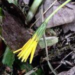 Aposeris foetida Other