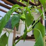 Capsicum baccatumFruct