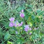 Malva sylvestrisFlower