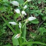 Cephalanthera longifoliaŽiedas