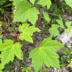 Acer glabrum Frunză