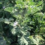 Malva multiflora മറ്റ്