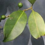 Eugenia stictopetala Fruit