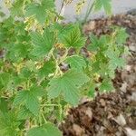 Ribes americanum List