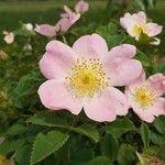 Rosa rubiginosa 花