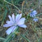 Cichorium intybusFlor