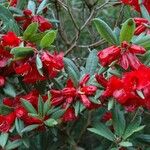 Rhododendron neriiflorum Flors