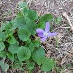 Viola odorata Fleur
