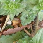 Veronica arvensis Leaf