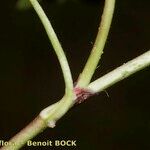 Trifolium occidentale Bark