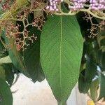 Callicarpa pedunculata Leaf