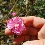 Dianthus caryophyllusFleur