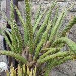 Austrocylindropuntia subulata Blatt