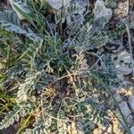 Astragalus incanus Hábitos