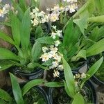 Oncidium baueri Folha