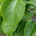 Magnolia acuminata Folio