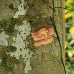 Dialium dinklagei Corteza