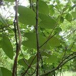 Aristolochia tomentosa چھال